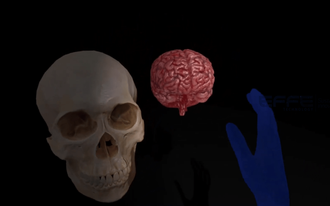 Brainstem Neuroanatomy VR Exploration for Medical Universities: Interactive 3D VR Brain Anatomy Model