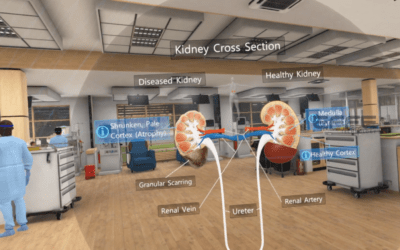 Kidney Anatomy VR Training Platform: Advanced 3D Nephron Model Transforming Nephrology Education