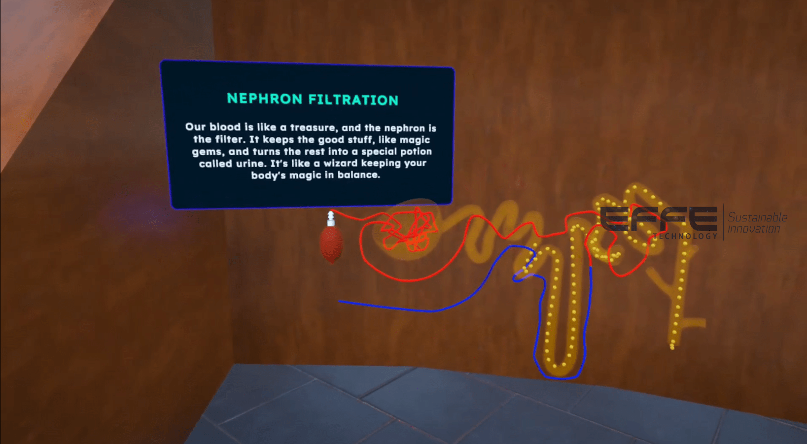 urinary system VR model
