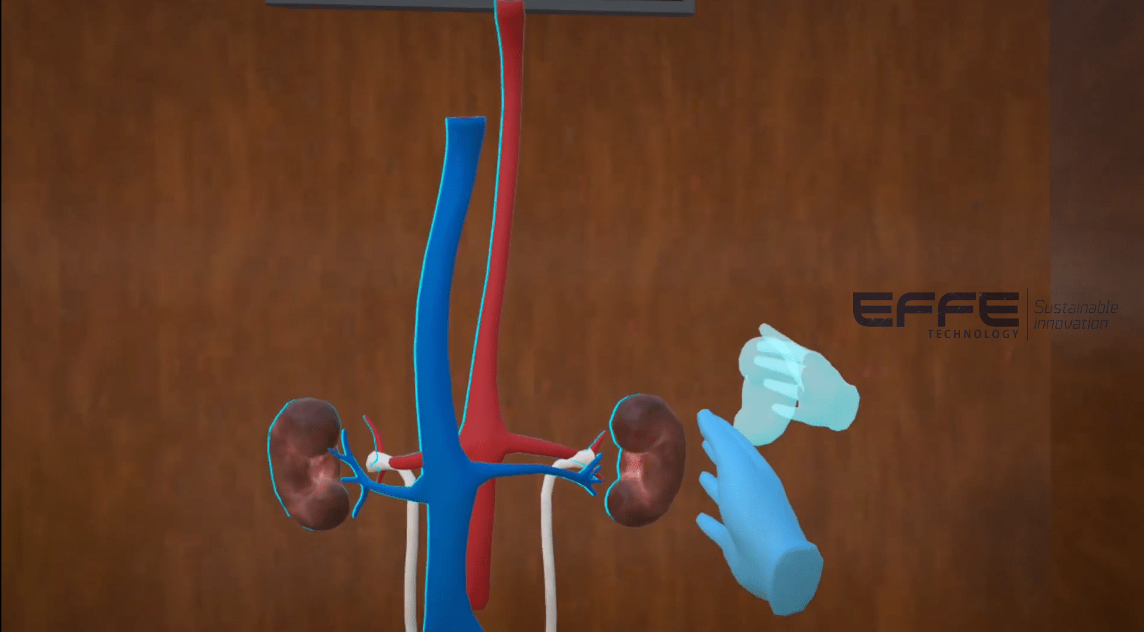 urinary system VR model